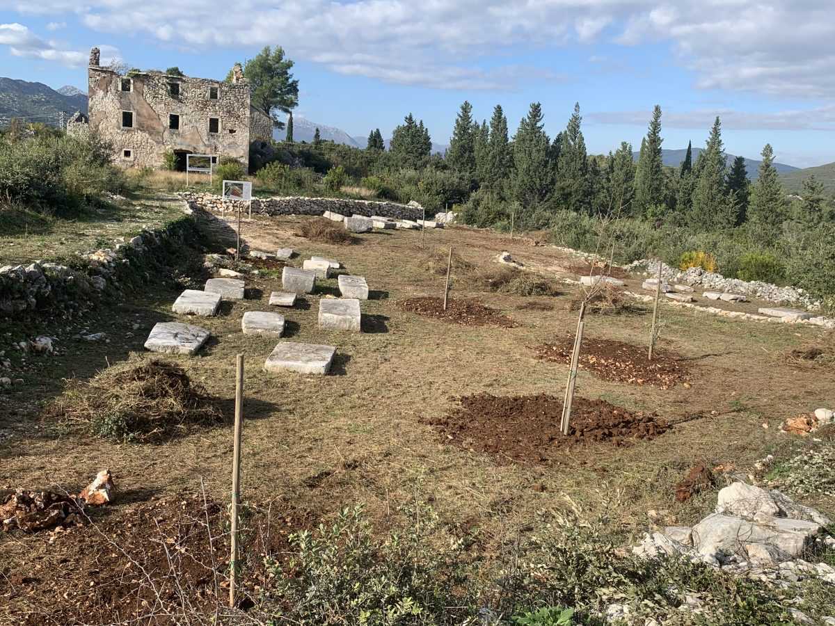 POSTAVLJANJE INFORMATIVNIH PANELA I SADNJA MASLINA U ARHEOLOŠKOM PARKU „KOD KULE“ U PLINI