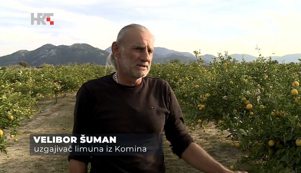 Neretvanski limun – zlatni dodatak monokulturi mandarina