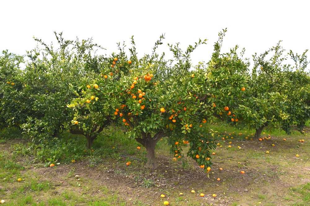 Slatke mandarine, gorak otkup! Inspektori istražuju poslovanje dviju tvrtki – sumnja se na nepoštene trgovačke prakse