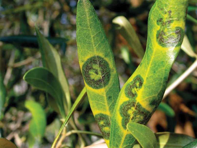 Obavijest maslinari ! Prijeti rak masline i paunovo oko