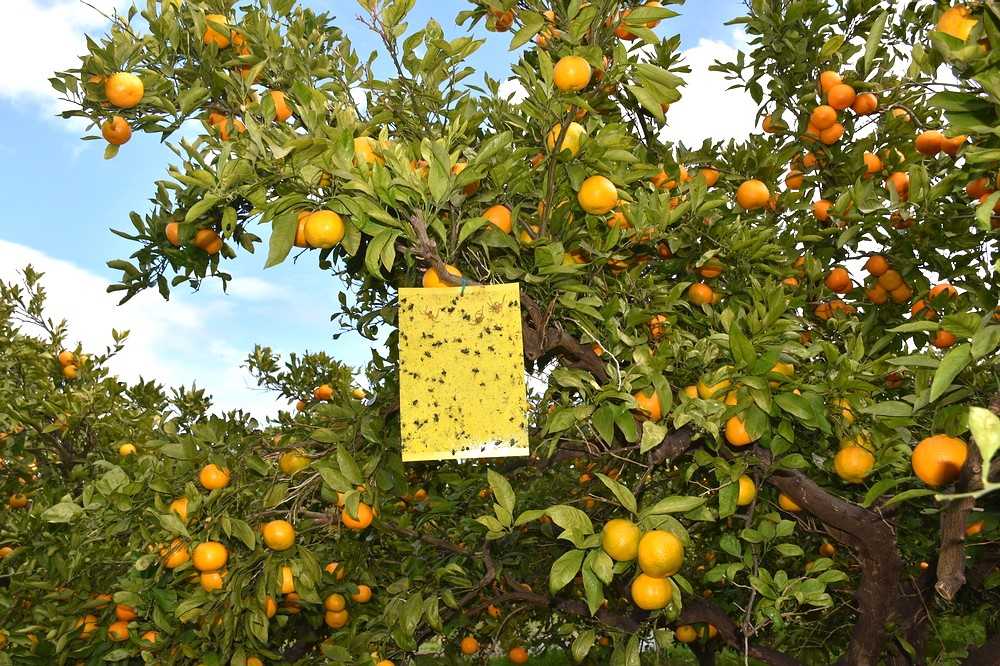 TJEDNO IZVJEŠĆE ULOVA SREDOZEMNE VOĆNE MUHE NA PODRUČJU DOLINE RIJEKE NERETVE