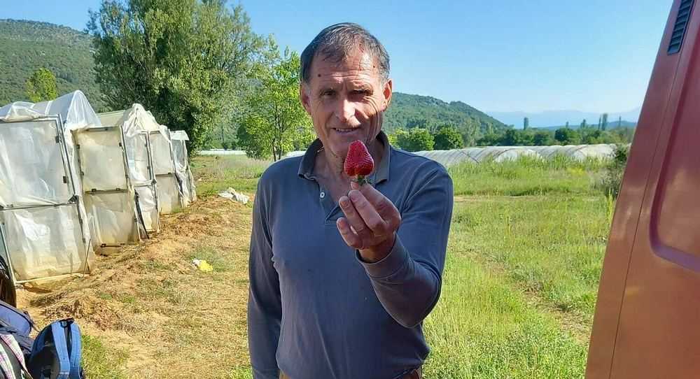 Ispovijest vrgoračkog jagodara; „Džaba vam dnevnice, u polja više nema tko ići, ostali smo bez 100 proizvođača…“