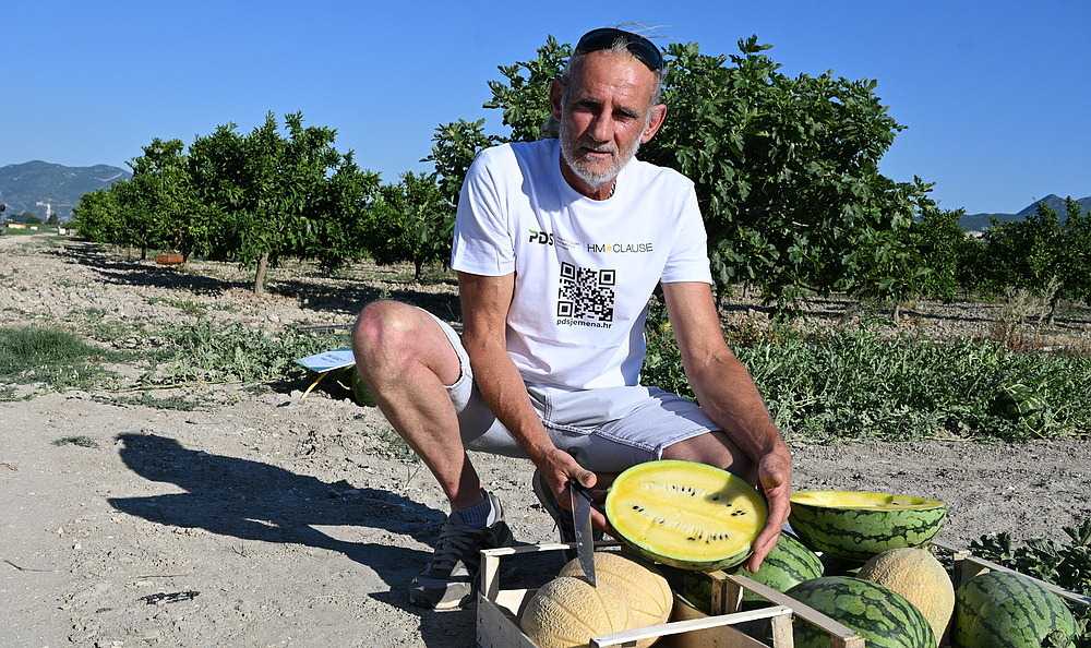 DAN LUBENICA U KOMINU: Žuta lubenica osvaja hrvatsko tržište, u najavi je i narančasta!