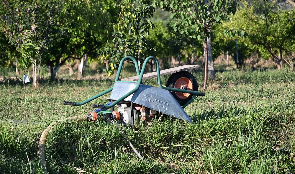 Visoke dnevne temperature – upozorenje maslinarima