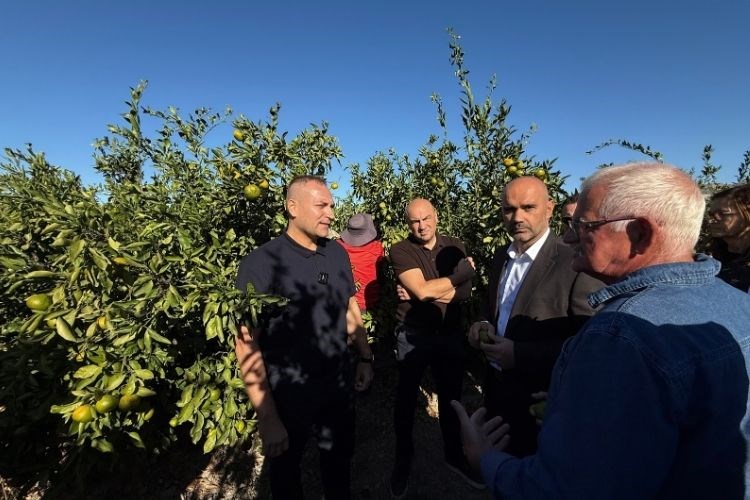 U Opuzenu započela berba mandarina, za zaštitu proizvodnje ključan sveobuhvatan pristup i provođenje mjera za suzbijanje sredozemne voćne muhe