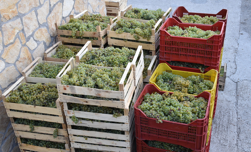 Nije dobro! Grožđa ima na pretek, a otkupa neće biti – otkrivamo što se događa u najvećem dalmatinskom vinogorju