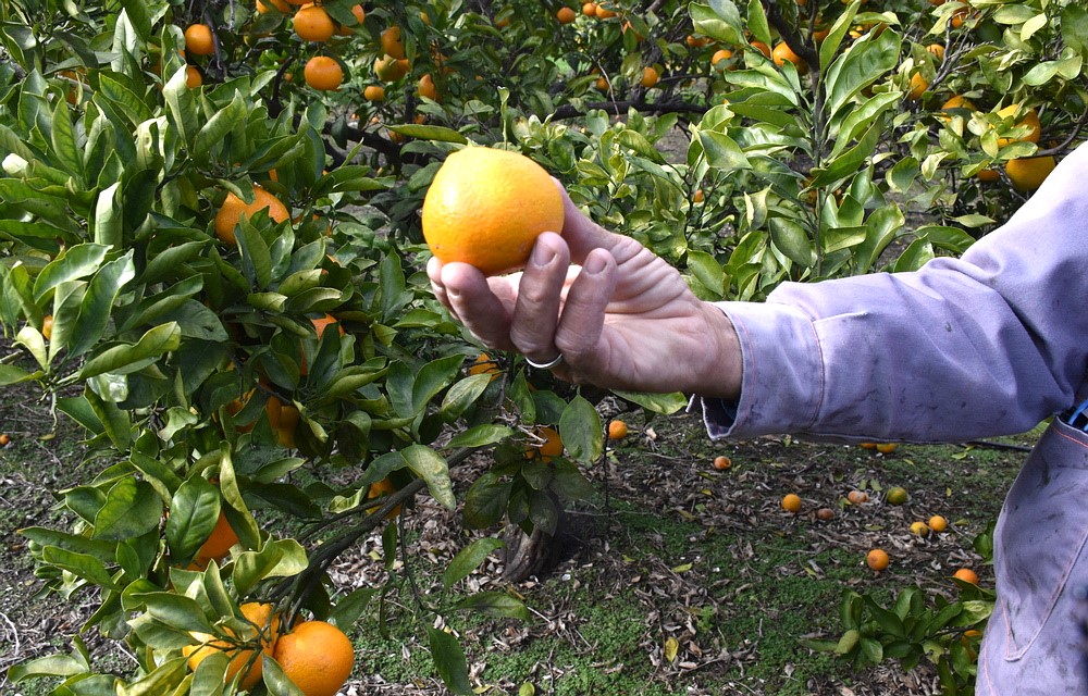Neretvanska mandarina kao neželjeno dijete! Tko se kocka sa proizvodnjom mandarina i egzistencijom proizvođača?