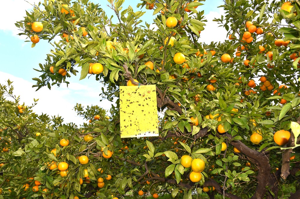 Preporuka Povjerenstva za mandarine o početku berbe i otkupa mandarina
